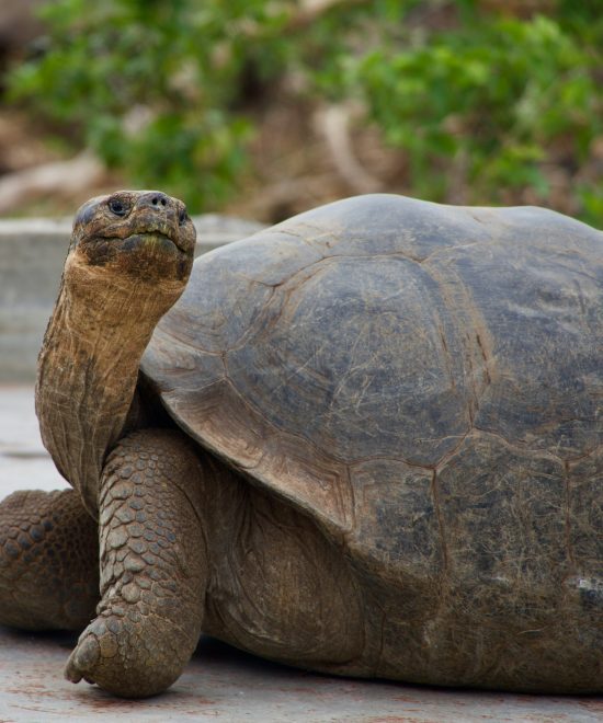 CLASSIC GALAPAGOS I 10 DAYS / 9 NIGHTS | FROM $3770