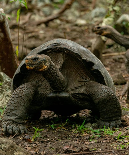 SPLENDID GALAPAGOS & ECUADOR I 13 DAYS / 12 NIGHTS I FROM $3250