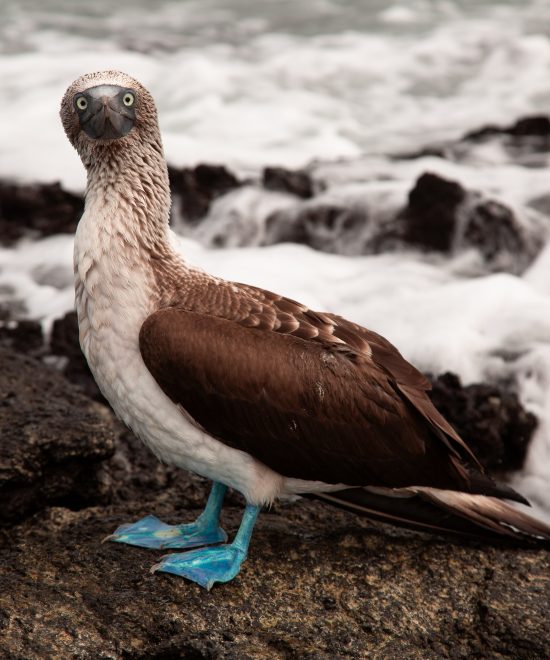 DISCOVERING THE GALAPAGOS ISLANDS I 7 DAYS / 6 NIGHTS | FROM $1815