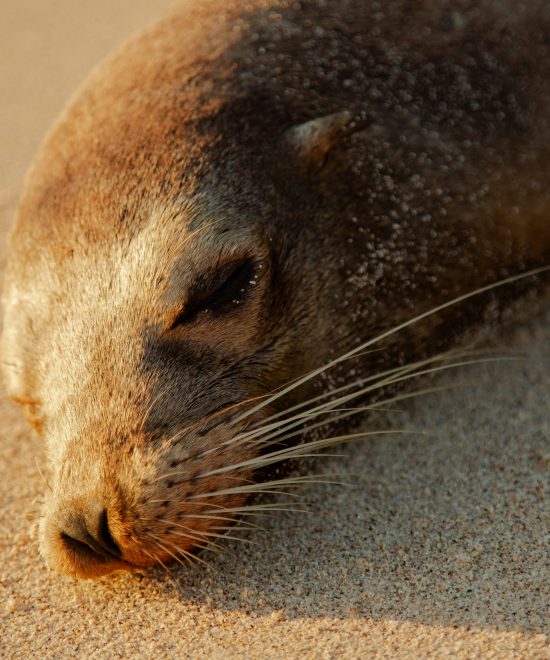 GALAPAGOS ISLANDS ADVENTURE I 8 DAYS / 7 NIGHTS | FROM $2691