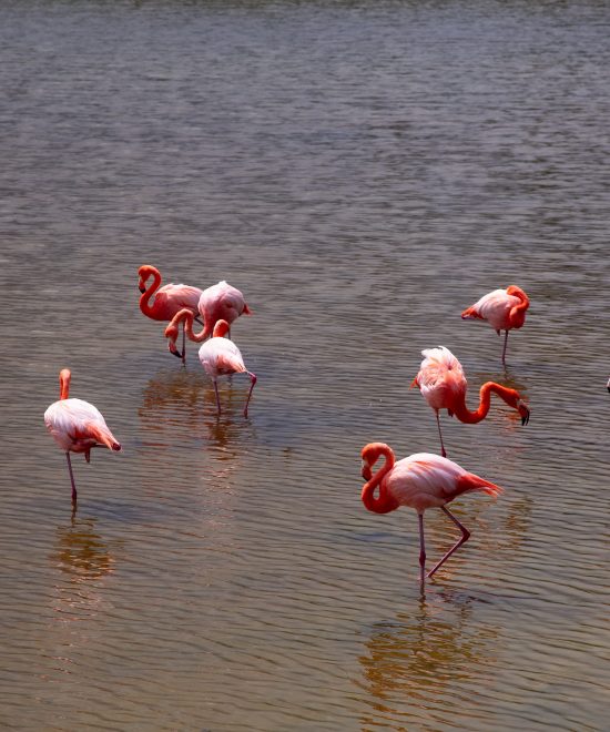 MAGIC IN THE GALAPAGOS ISLANDS I 7 DAYS / 6 NIGHTS | FROM $2164
