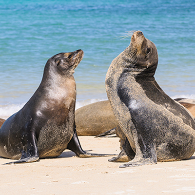 Galapagos Islands