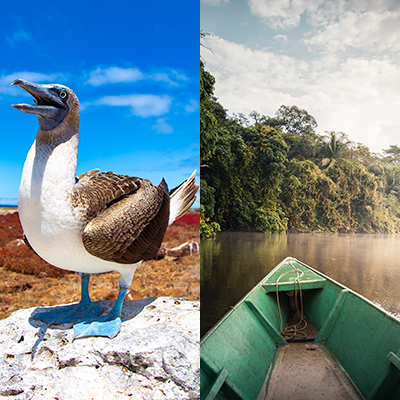 Galapagos and Amazon